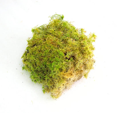 Clump of green moss on a white background