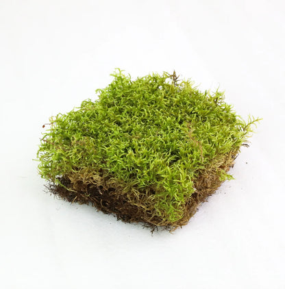 Square piece of green moss on a white background