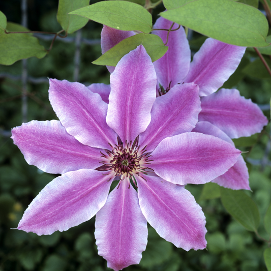 a close up of a pale purple Nelly moser clematis flower with lighter edges to the petals and a darker centre in an outdoor garden setting