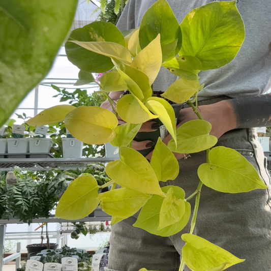 a person holding a potted neon pothos plant in a green house setting