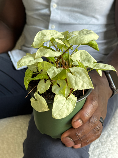 Person holding a small potted Nephthytis 'Moonshine' plant with very light green leaves in a green nursery pot