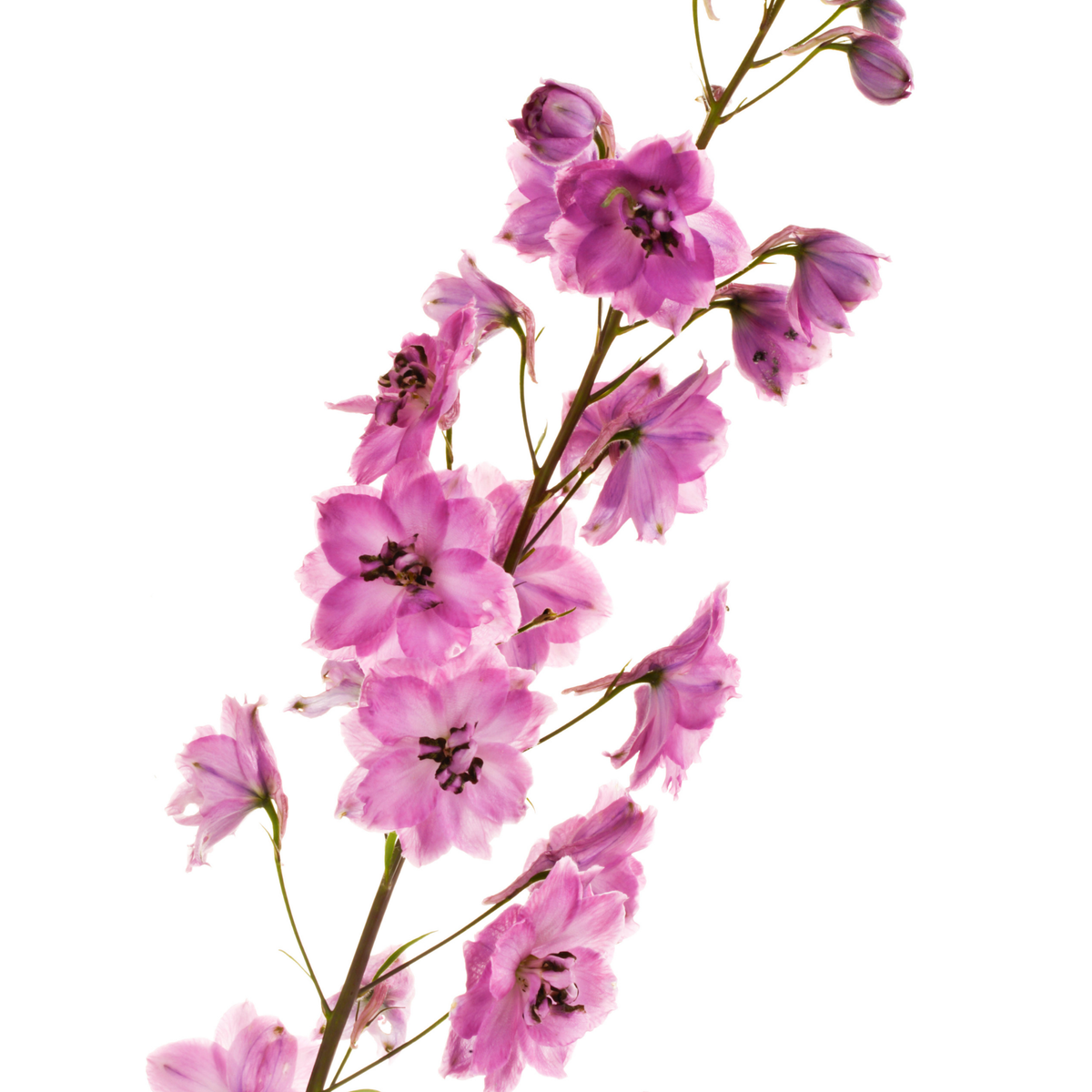 a stem of many pale pink new millennium mini stars pink delphinium flowers with darker centres against a plain white background