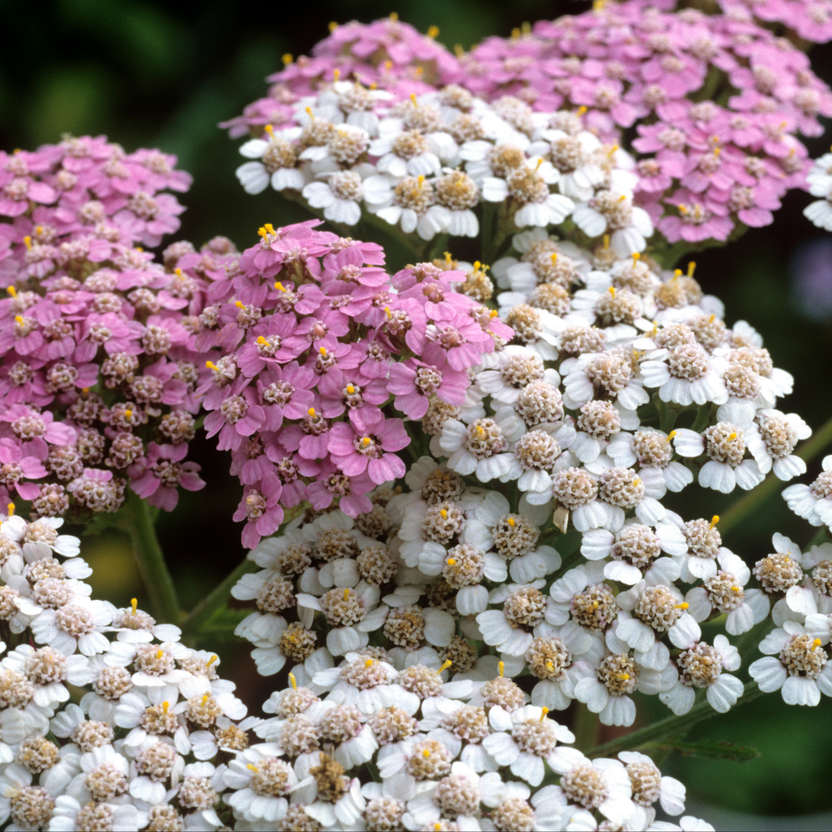 a close up of many bunches of pale pink and with new vintage violet yarrow flowers with yellow centres with a blurred background in an outdoor setting