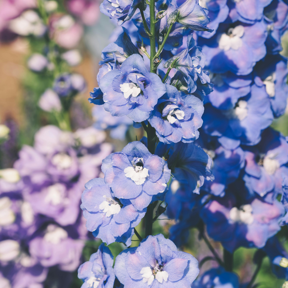a close up of the pale purple New Zealand mini stars delphinium flowers on green stamps with a background of blurred flowers