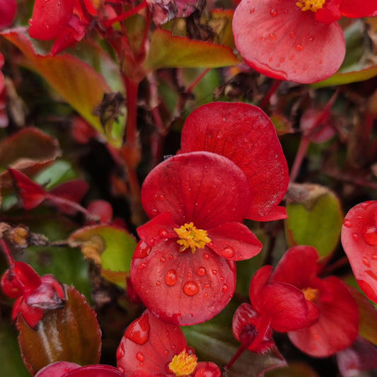 a close up of a bright red nightlife red begonia flower with water droplets on the petals in an outdoor garden setting