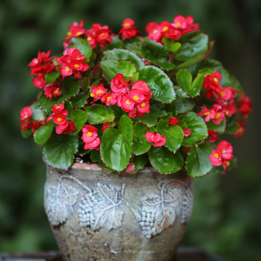 bright pink nightlife mix begonias with yellow centres and green leaves in a concrete planter with a blurred green background