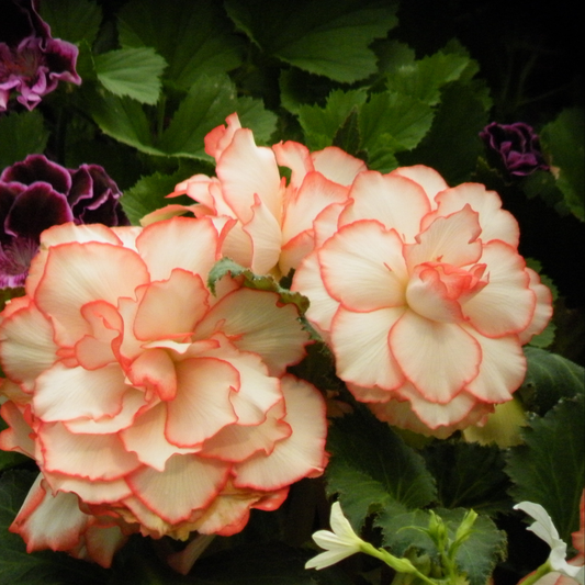 pale peach and white nonstop peach shades begonia flowers in a garden like setting