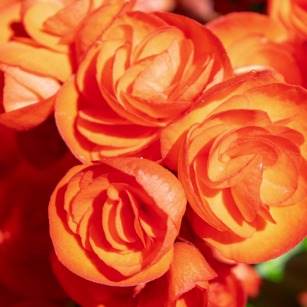many bright orange nonstop orange begonia flowers with a blurred green background