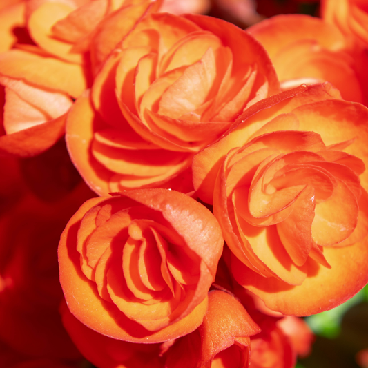 many bright orange nonstop orange begonia flowers with a blurred green background