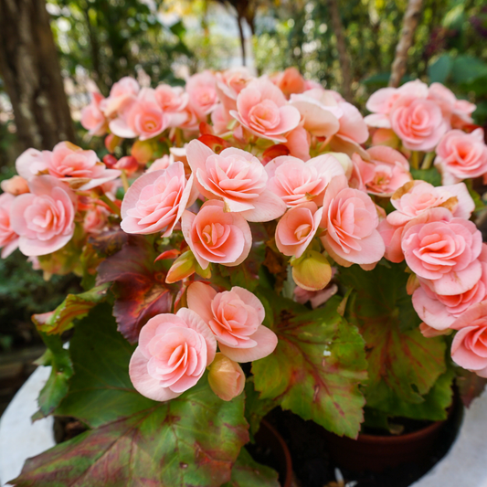 A potted cluster of nonstop pink begonia flowers with green and reddish leaves, photographed outdoors in a garden setting.