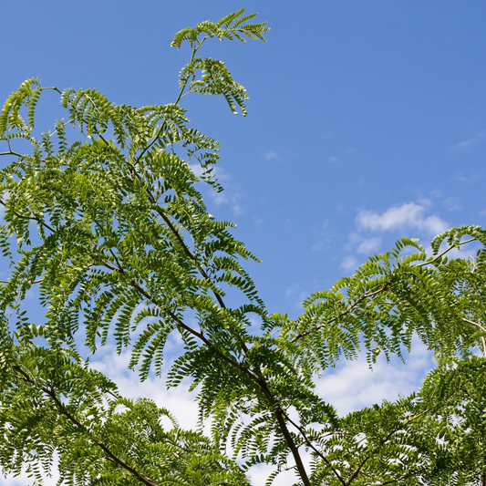 many branches of a northern acclaim thornless honeylocust tree with many small leaves and a blue sky background
