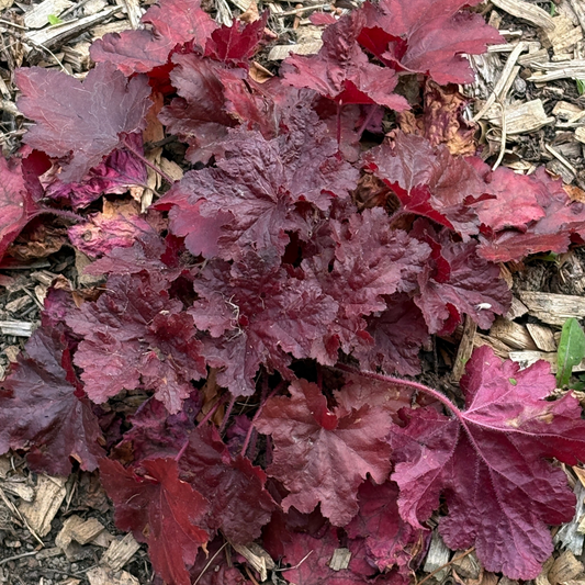 A close-up of a groundcover northern exposure red coral bells plant with deep burgundy and maroon scalloped leaves growing among wood mulch.