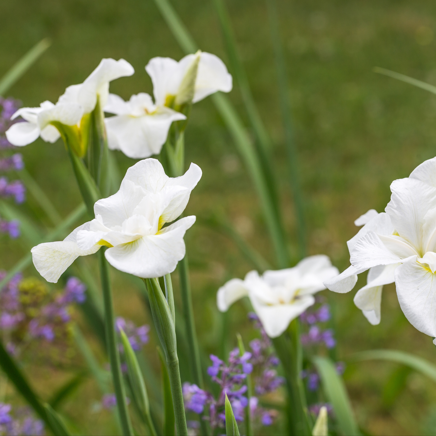 many white not quite white Siberian iris flowers with yellow centres growing on bright green stems in an outdoor garden setting with a soft blurred background
