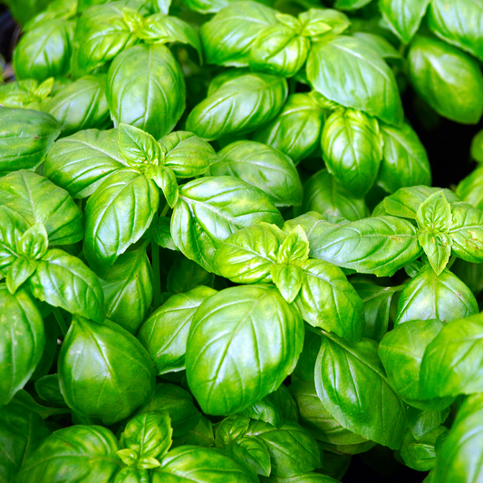 the screen is covered with bright green unfair basil plants with rounded leaves