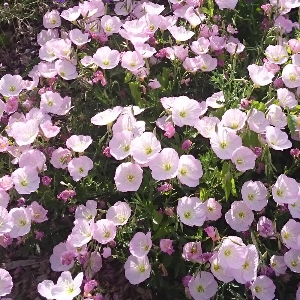 Evening primrose