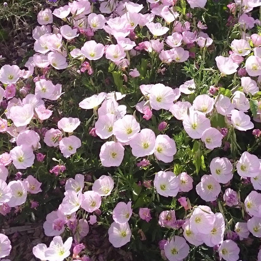 Evening primrose