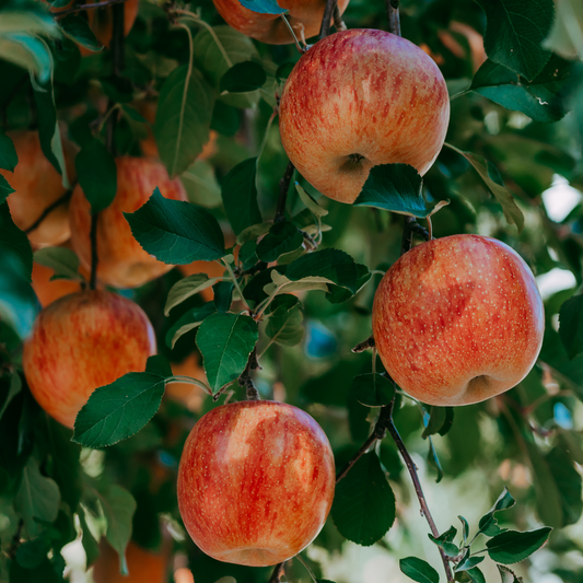 a close up of multiple light red speckled apples growing on a leafy odyssey apple tree