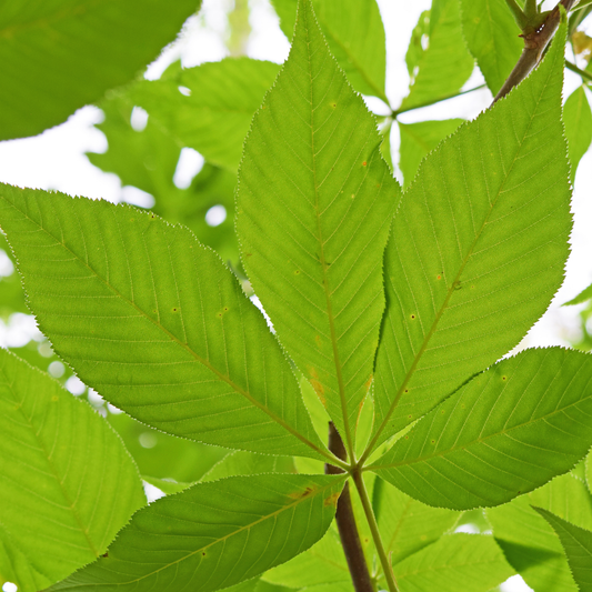 a close up of a bright green five leafed leaf of an Ohio buckeye tree in an outdoor setting