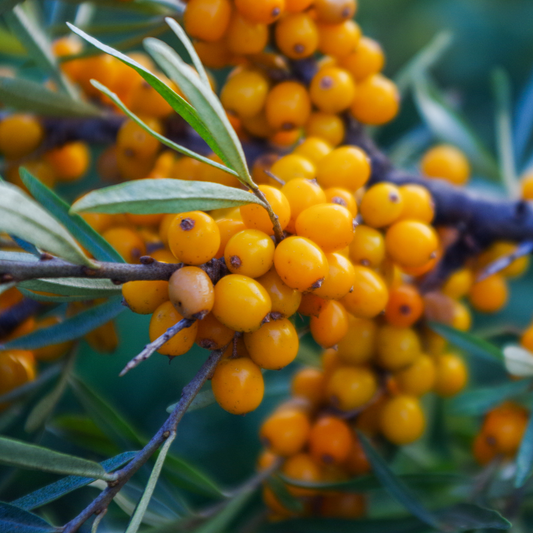 Clusters of bright orange energy sea buckthorn berries on a branch with narrow green leaves, photographed close up outdoors.