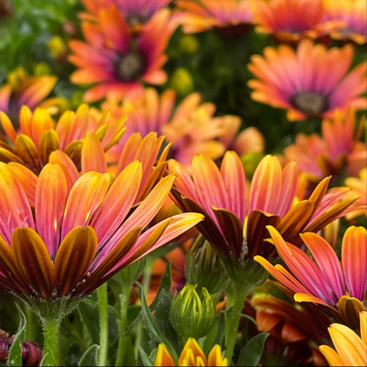 Close-up of vibrant orange, yellow, and red orange flare osteospermum flowers in a garden setting with green foliage.
