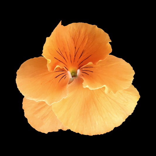 A single orange pansy flower with delicate ruffled petals and dark center lines, isolated on a solid black background.