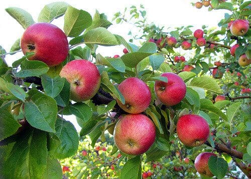 Combination Apple