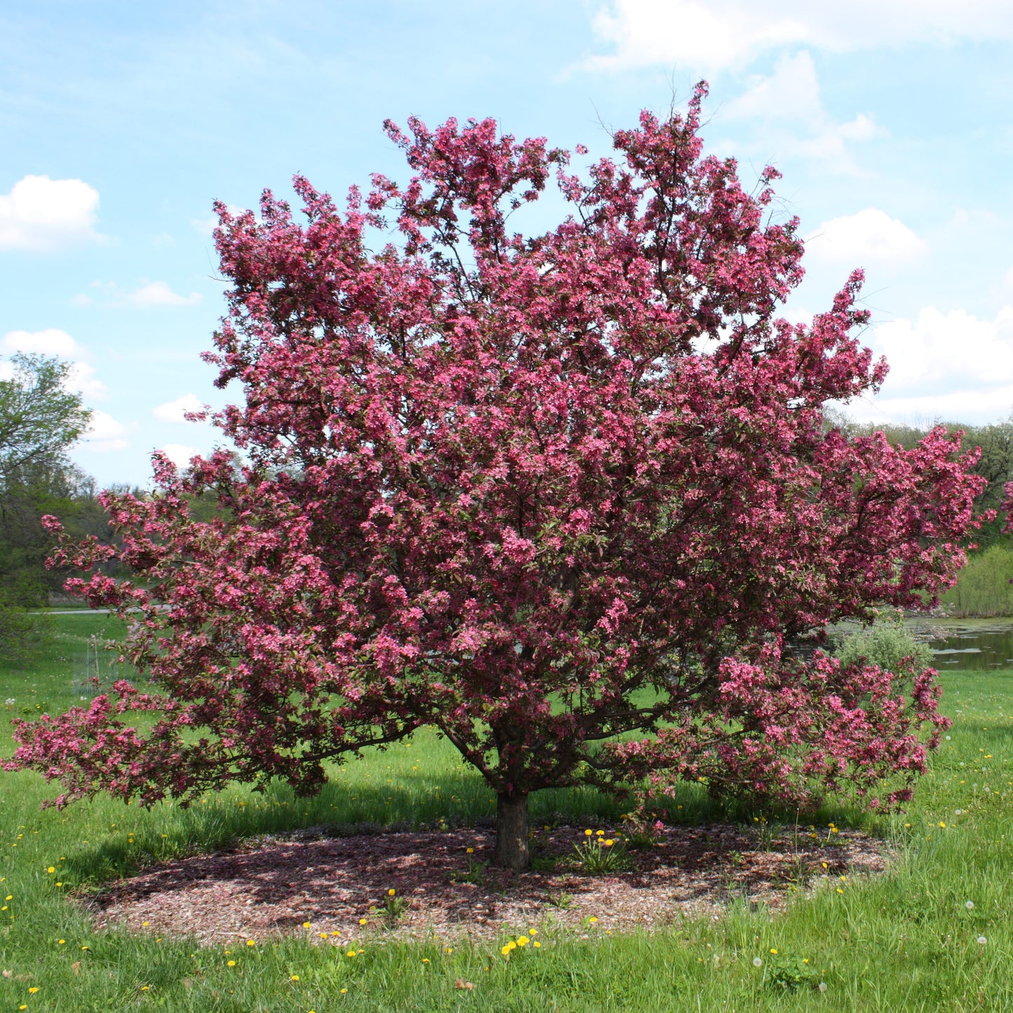 Gladiator Crabapple