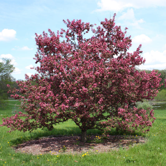Gladiator Crabapple