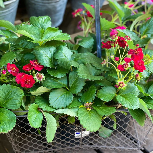 A potted ornamental strawberry summer breeze rose plant with vibrant green leaves and clusters of bright red flowers, growing in a black mesh hanging planter.