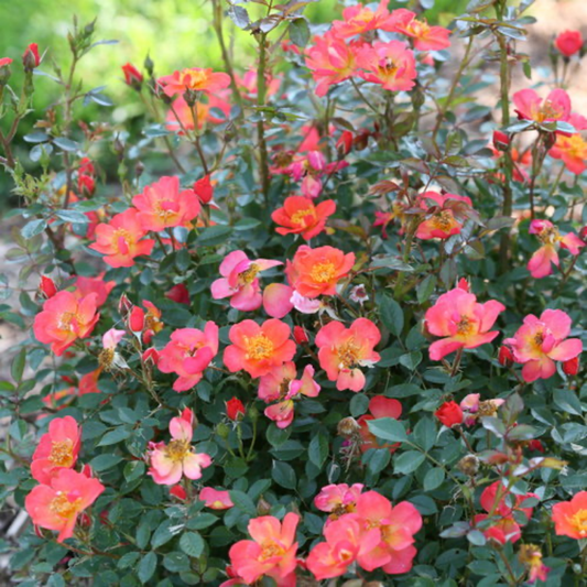 many bright pink oso easy hot paprika rose flowers ground on a green shrub in an outdoor garden setting