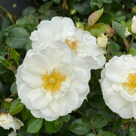 a close up of three bright white oso easy ice bay rose flowers with yellow centres surrounded by dark green short leaves in an outdoor setting