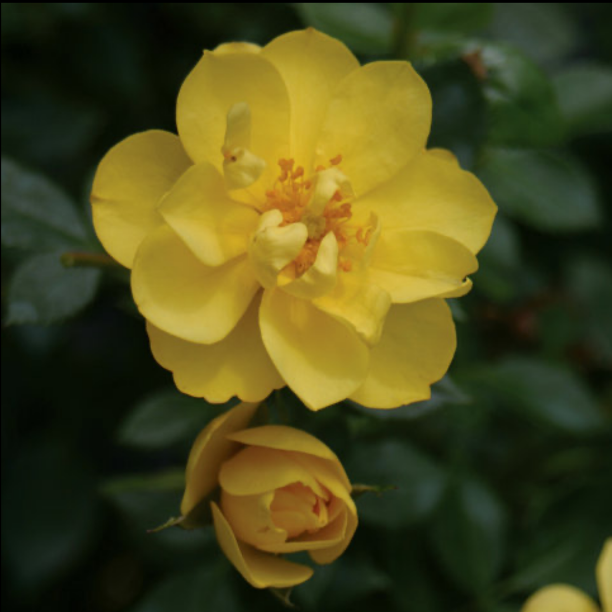 a close up of a bright yellow oso easy lemon  zest rose flower with a darker centre surrounded by greenery with a soft blurred background in an outdoor setting