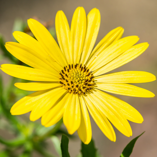 a bright yellow osteospermum serenity deep yellow flower with a darker centre in an outdoor setting