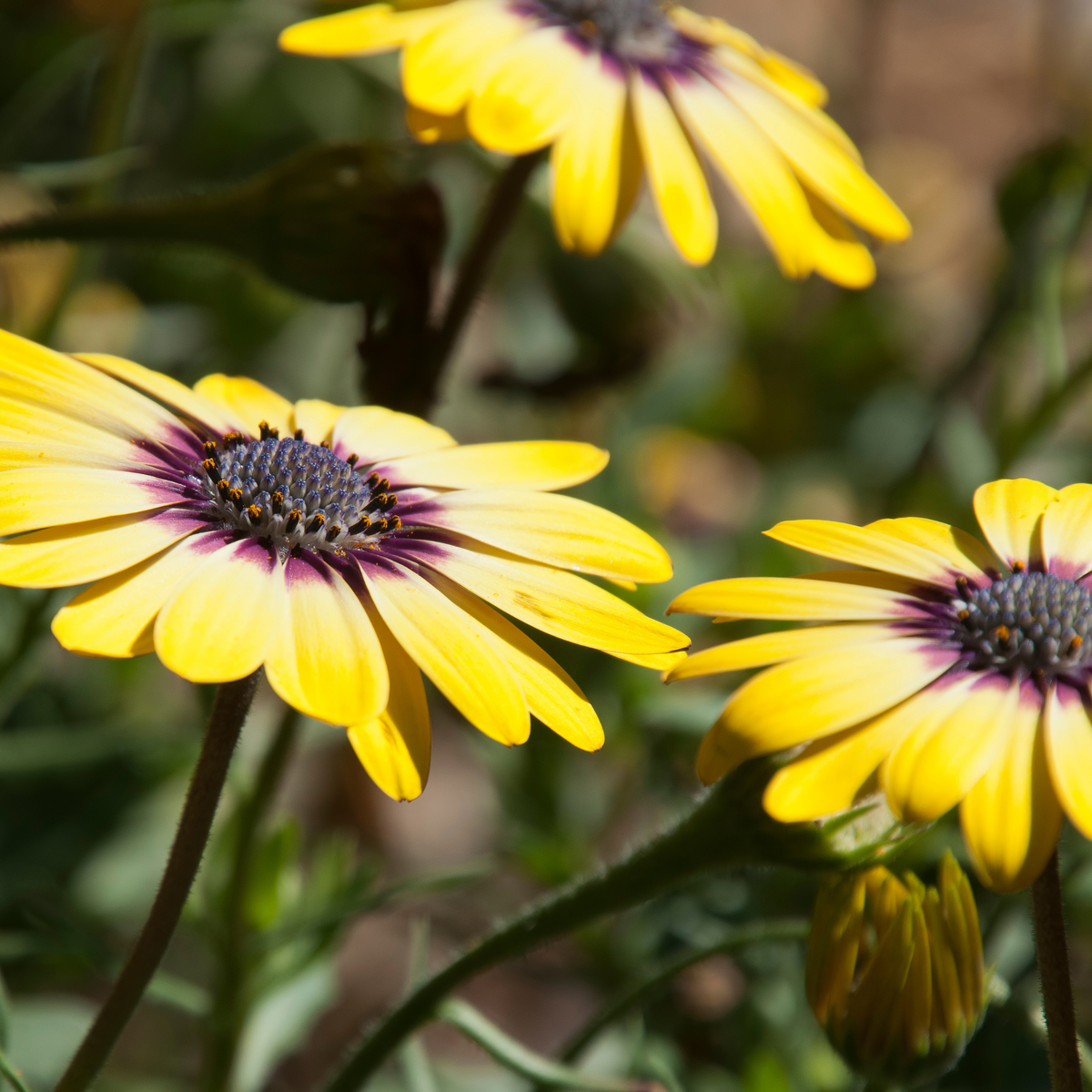 three bright yellow osteospermum blu eyed beauty flowers with purple on the petals close the the centre and a dark middle surrounded by greenery in an outdoor garden setting