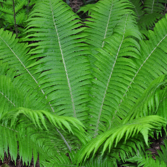 a close up of a bright green ostrich fern in an outdoor setting