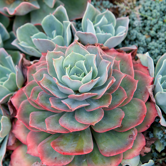 A close-up of an outdoor echeveria succulent plant with rosette-shaped leaves in muted blue-green and pink tones, growing among other succulents.