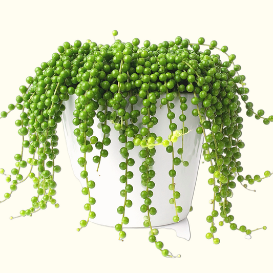 an outdoor string of pearls trailing succulent plant with many round succulent leaves potted in a white pot with a white background