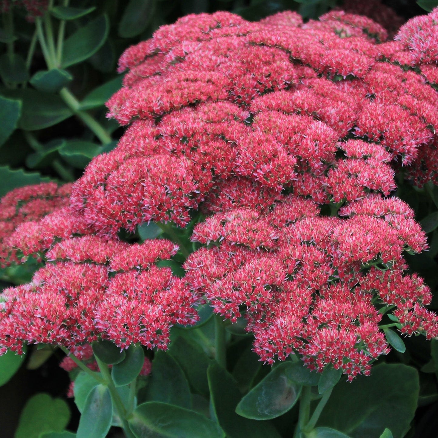 Autumn Joy Stonecrop
