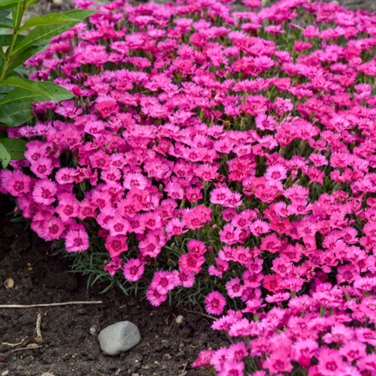 a close up of many bright pink paint the town fancy pinks fuchsia flowers with bright green stems in an outdoor garden setting