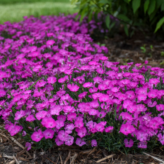 a close up of many bright pink paint the town fuchsia flowers with bright green stems in an outdoor garden setting