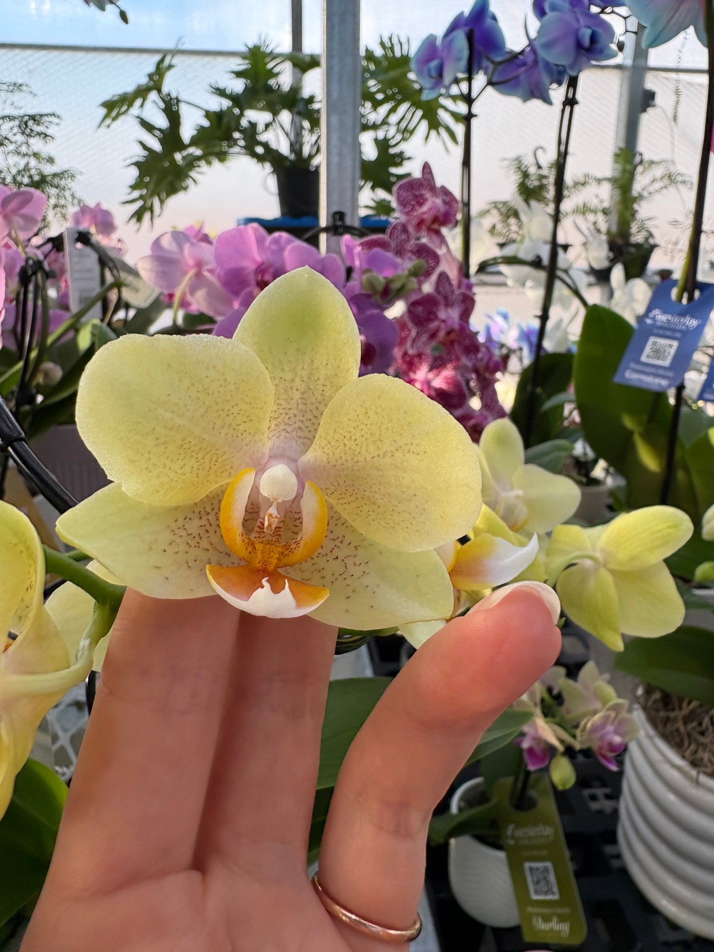 Person holding a yellow orchid flower with a blurred background of other flowers