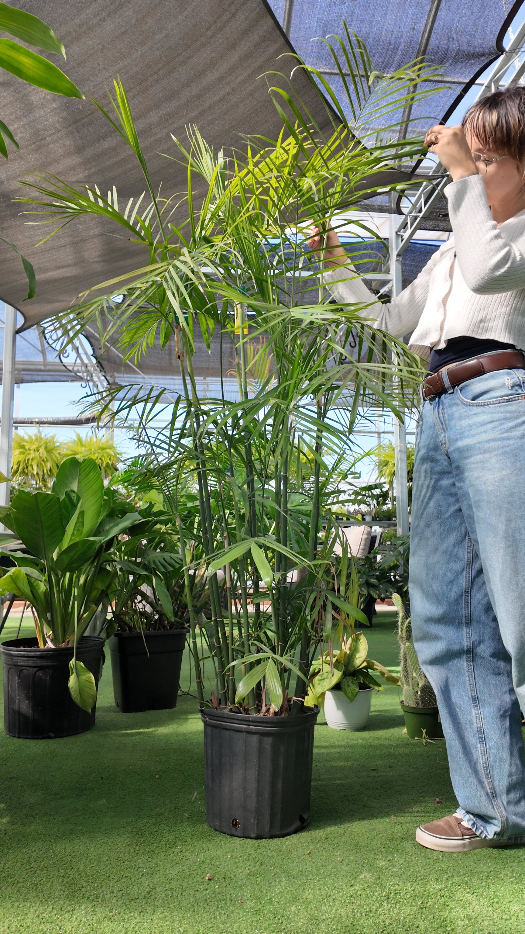 Person interacting with potted Palm-Reed plant in an indoor setting