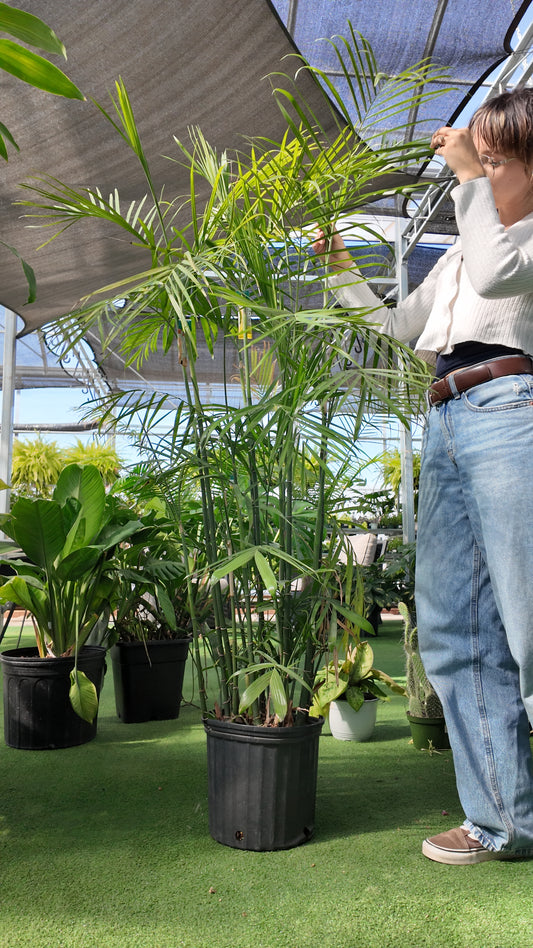 Person interacting with potted Palm-Reed plant in an indoor setting