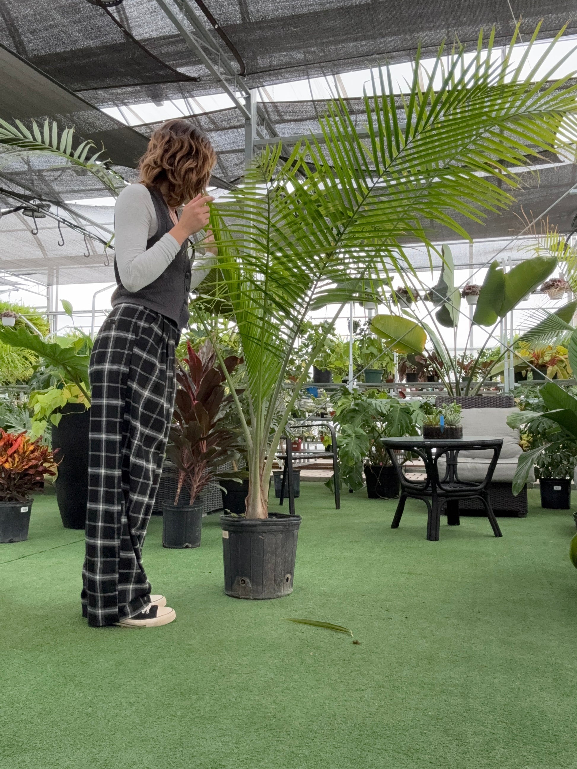 Person standing on a green floor looking at a Palm Majesty plant with plants and tables in the background