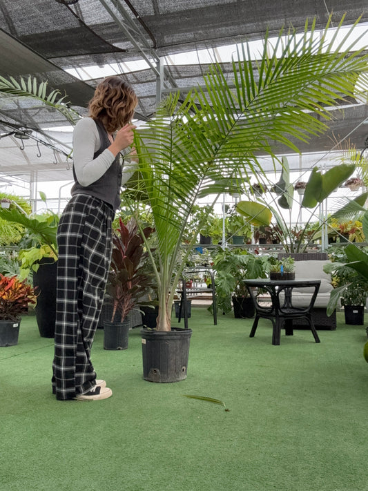 Person standing on a green floor looking at a Palm Majesty plant with plants and tables in the background