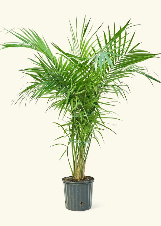 Palm Majesty  (Ravenea rivularis)