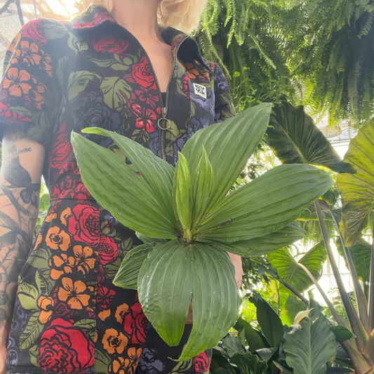 a person in a colourful floral jumpsuit holding a potted Panama hat plant with textured leaves in a greenhouse setting