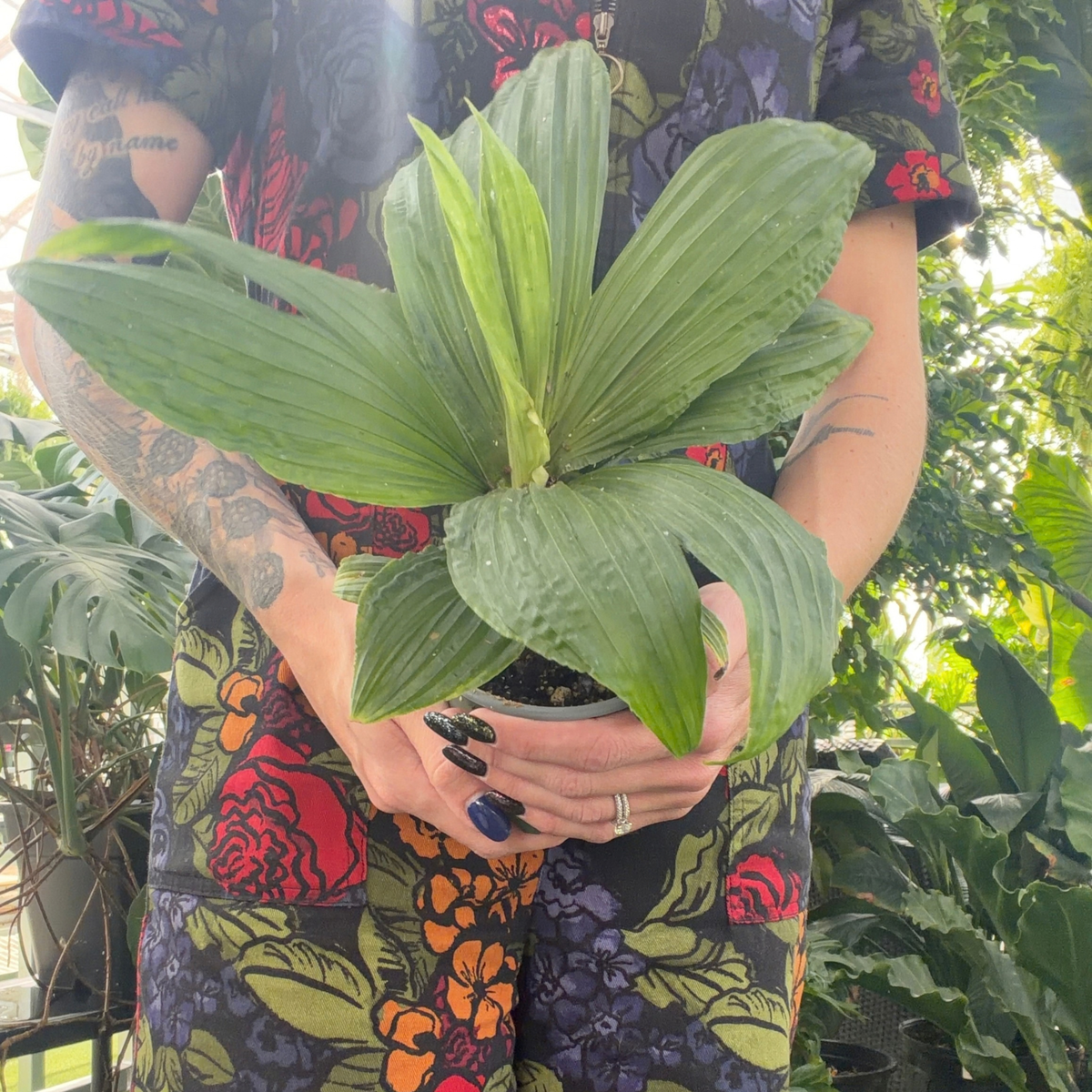 a person in a colourful floral jumpsuit holding a potted Panama hat plant with textured leaves in a greenhouse setting