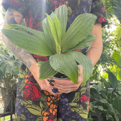 a person in a colourful floral jumpsuit holding a potted Panama hat plant with textured leaves in a greenhouse setting
