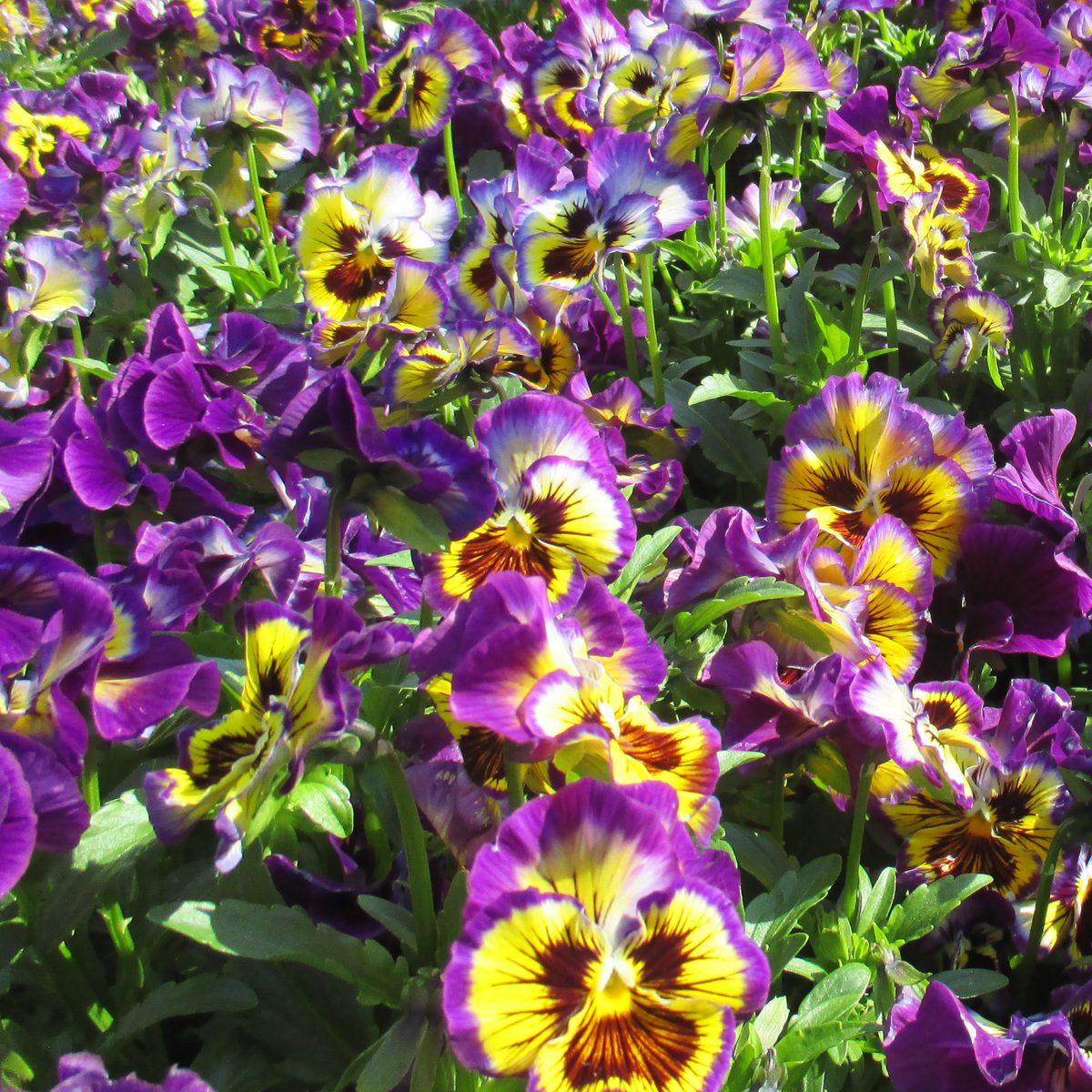 many brightly coloured purple and yellow pansy frizzle sizzle yellow blue swirl pansy flowers growing on green stems in an outdoor setting